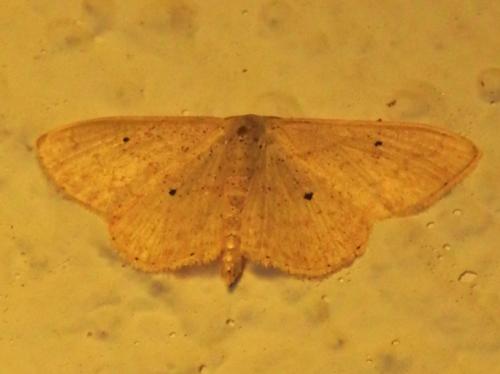 Réf. 197 683 : Scopula minorata